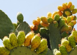 opuntia ficus-indica_01_blog